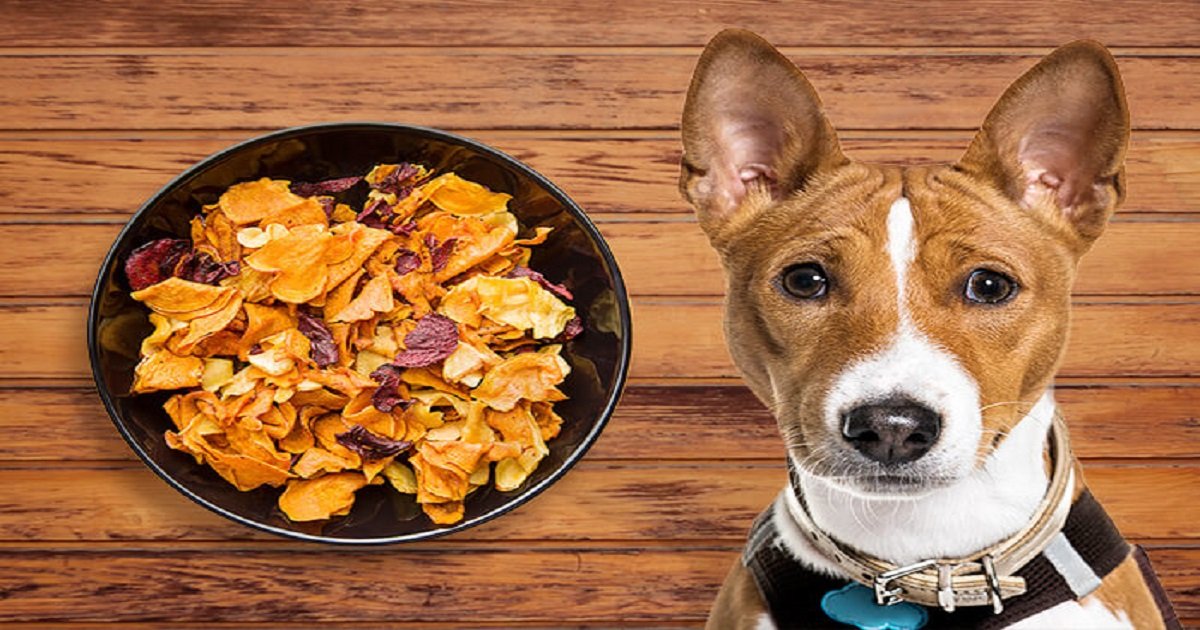 Diabetic Dog Treats: Managing Your Pet’s Health with Delicious Options