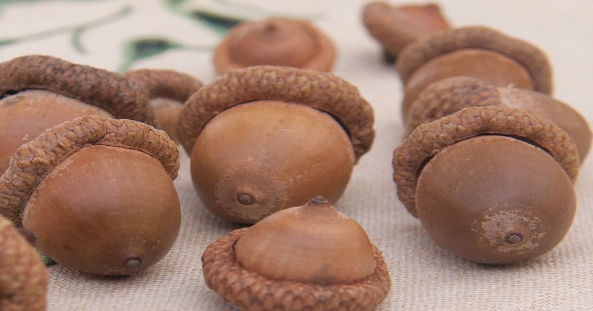 acorn nut